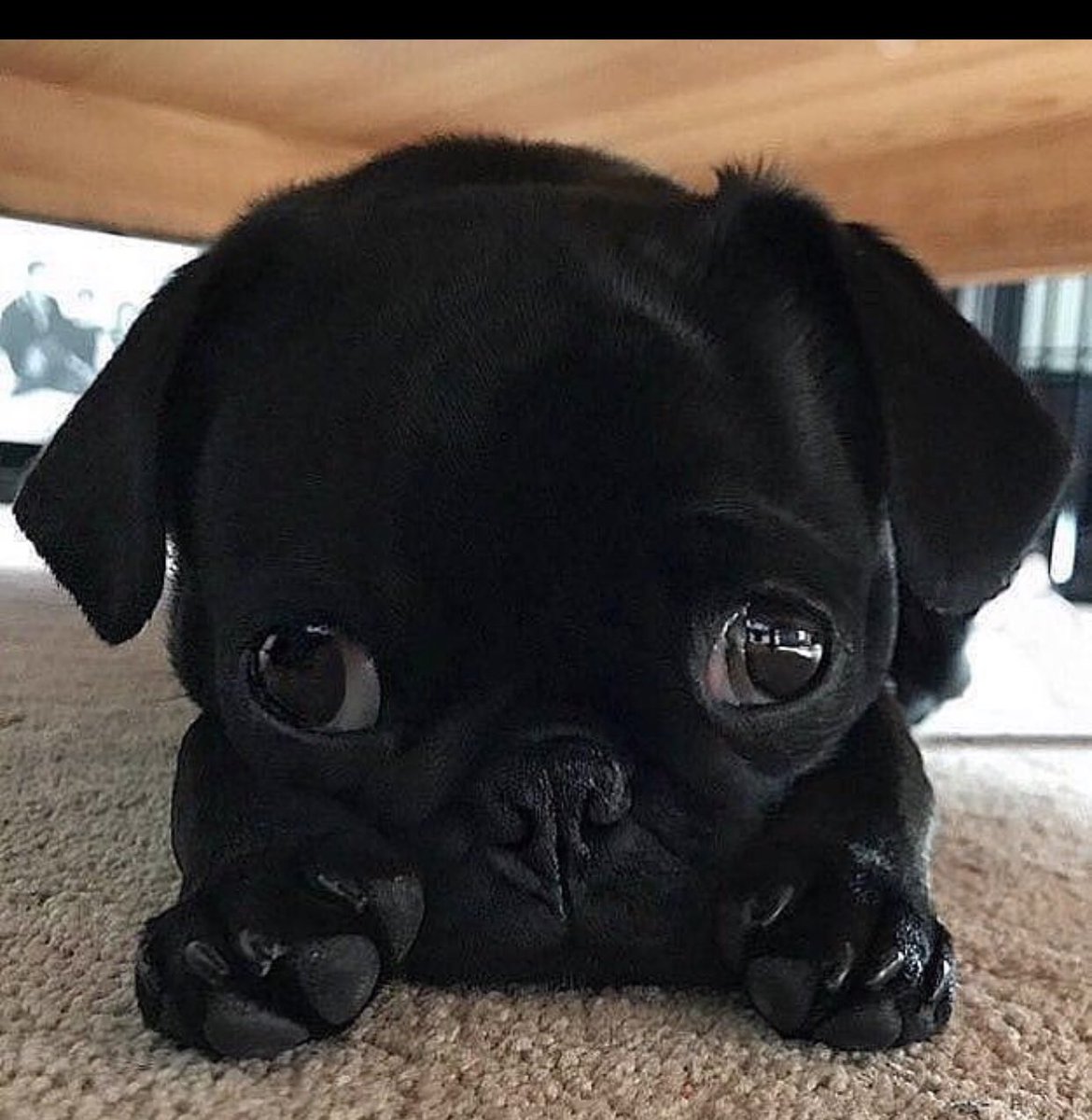 CubanUnit's tweet image. Not my dog saw this online how cute @fluffyguy