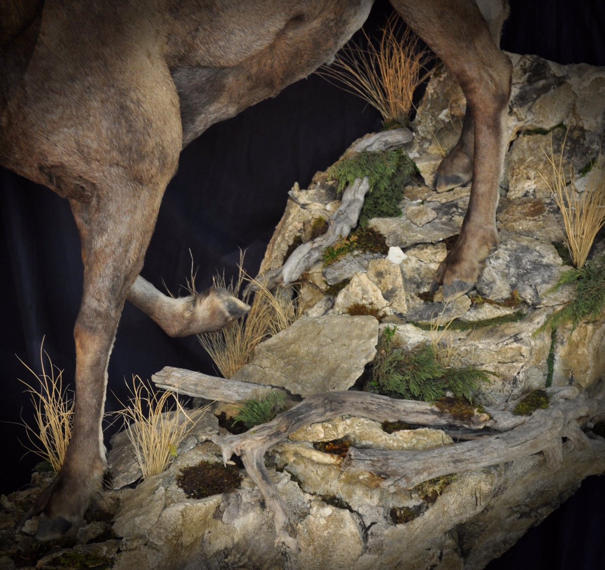 topnotchwiebe's tweet photo. 1962 Bighorn. Replicated horns from an old mount of Ken Jr.’s father. The nostalgia surrounding the original mount was something Ken wasn’t willing to part with. The old mount hangs in the family cabin as a reminder of the past and a token of the family’s sheep hunting heritage. https://t.co/NFyloCBjaE