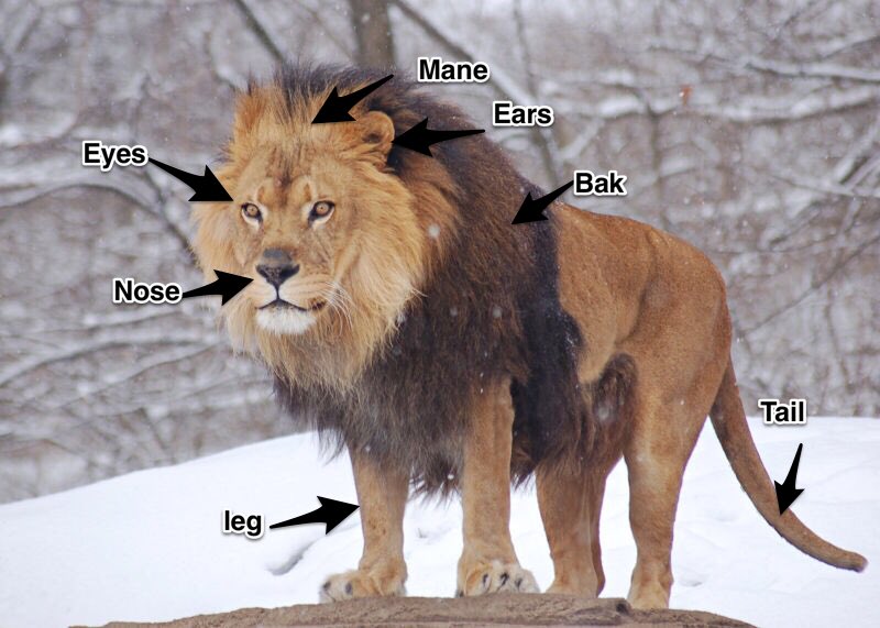 Corrine_Geiger's tweet image. Used a new app today called Skitch to reimagine the All Anout Animal books we do in ESL I am so impressed with how well they turned out. The kids worked so hard and really enjoyed this #ESL #SASD_EMC  #SASDNext  @cquinnbuck