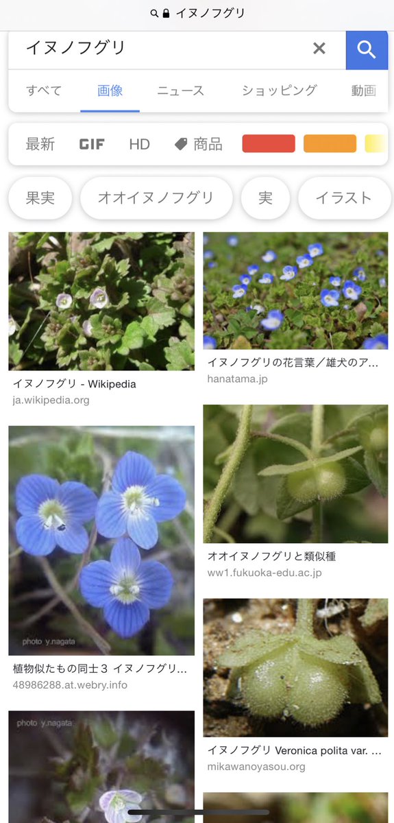 将軍 Auf Twitter 尻の穴というより金玉だけどイヌノフグリかな って画像見たらいや金玉っぽくないじゃん って思った後に果実で笑う もろ金玉じゃん T Co Btpd53x1gj Twitter