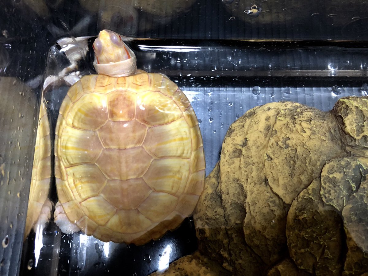 タカヒロ A Twitter 割と安価だし 珍しくもないけど 普通に綺麗 餌もよく食べてよく動くし お気に入りの1匹 最 高 あと何匹か欲しい 笑 アルビノミドリガメ アルビノアカミミガメ アカミミガメ ミドリガメ 爬虫類好きの人と繋がりたい
