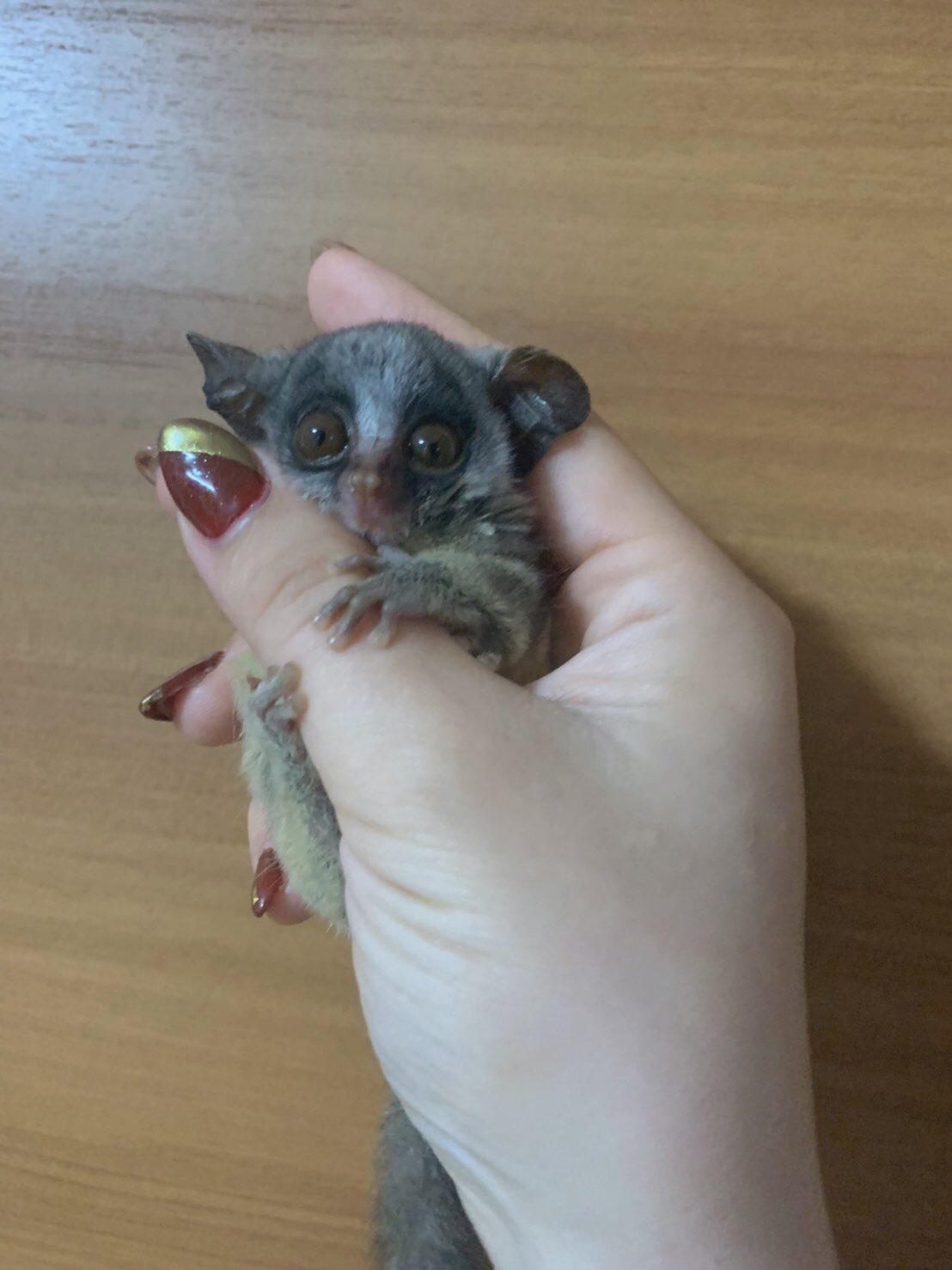 ミーアのしっぽ En Twitter はじめまして ワタシ ガラゴって言います 生まれていたのに気づいてもらえてませんでした お手手はあったかくてだんだん眠くなっちゃうの 新しい家族に巡り会えるのを楽しみにしてます ショウガラゴ ガラゴ 猿 さる ミーアのしっぽ En Twitter はじめまして ワタシ ガラゴって言います 生まれていたのに気づいてもらえてませんでした お手手はあったかくてだんだん眠くなっちゃうの 新しい家族に巡り会えるのを楽しみにしてます ショウガラゴ ガラゴ 猿 さる