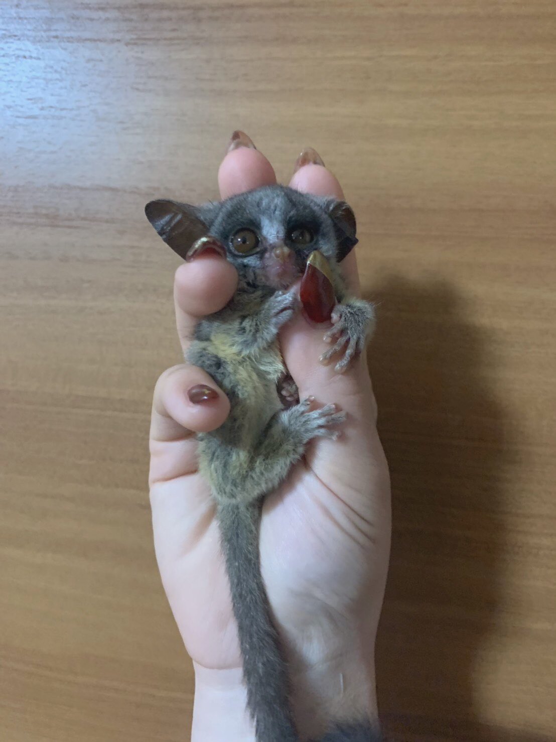 ミーアのしっぽ En Twitter はじめまして ワタシ ガラゴって言います 生まれていたのに気づいてもらえてませんでした お手手はあったかくてだんだん眠くなっちゃうの 新しい家族に巡り会えるのを楽しみにしてます ショウガラゴ ガラゴ 猿 さる ミーアのしっぽ En Twitter はじめまして ワタシ ガラゴって言います 生まれていたのに気づいてもらえてませんでした お手手はあったかくてだんだん眠くなっちゃうの 新しい家族に巡り会えるのを楽しみにしてます ショウガラゴ ガラゴ 猿 さる