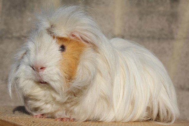 guinea pig preloved