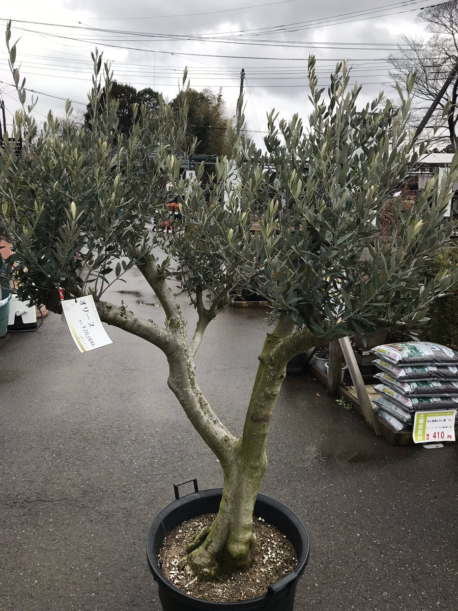 太い幹のオリーブ。