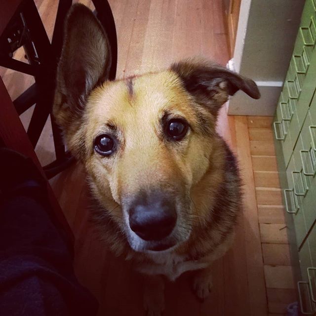 snickerpants's tweet photo. He's not convinced that dogs can't have Girl Scout cookies. Would like to make sure.
#thormichaelson #girlscoutcookies https://t.co/DUErvbjQF6 https://t.co/M0iG3A7OLU