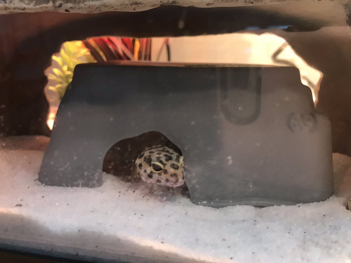 Are the kids gone yet? Peeeekkk #lilG #leopardgecko #petsintheclassroom <a href="/BurksElementary/">Burks Elementary</a>