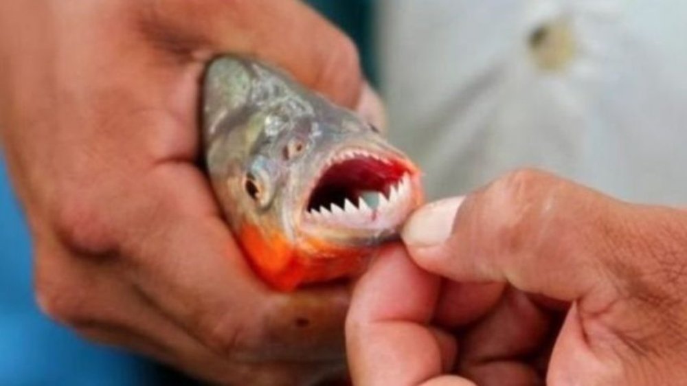 AreadePesca's tweet photo. Rosario: Cuatro personas resultaron heridas por mordeduras de Palometas en el Río Paraná
https://t.co/MsLYgtzyJj https://t.co/a0gT9Ku7Nn