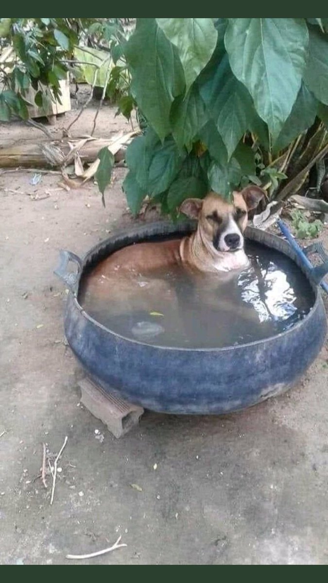 chameloc0's tweet photo. Ya real #pochito jajaj
Lo estan #cosinando
#pareciera es otro #engaño
Como pedir #perdon sin tener que pedirlo..
🐁 💤 🐈
🧢🧢🧢🧢🧢🧢🧢🧢🧢🧢🧢🧢 https://t.co/NDwUf49s8h