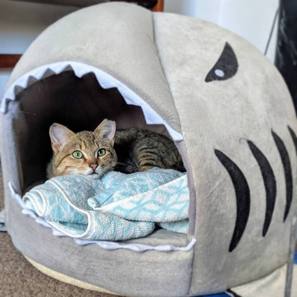 onetailatatime's tweet photo. "He's a dreamboat, and even more plush than you can imagine."
What a difference a week in foster makes! 😻🦈💙 #OneCATataTime https://t.co/eYWWGhasuN
