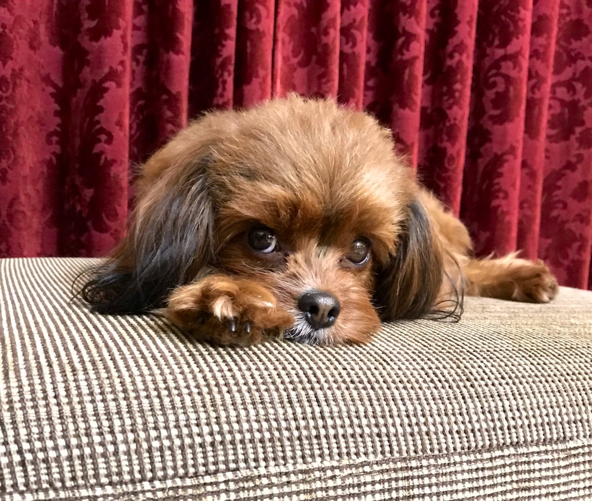 Aripuuu9's tweet photo. #癒し
#愛犬
#ここたん https://t.co/el9oe7K3ez