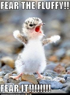 blyn99's tweet photo. Thread of baby animal pictures to cheer people up. Add your own!! https://t.co/pt6QFuUJjQ