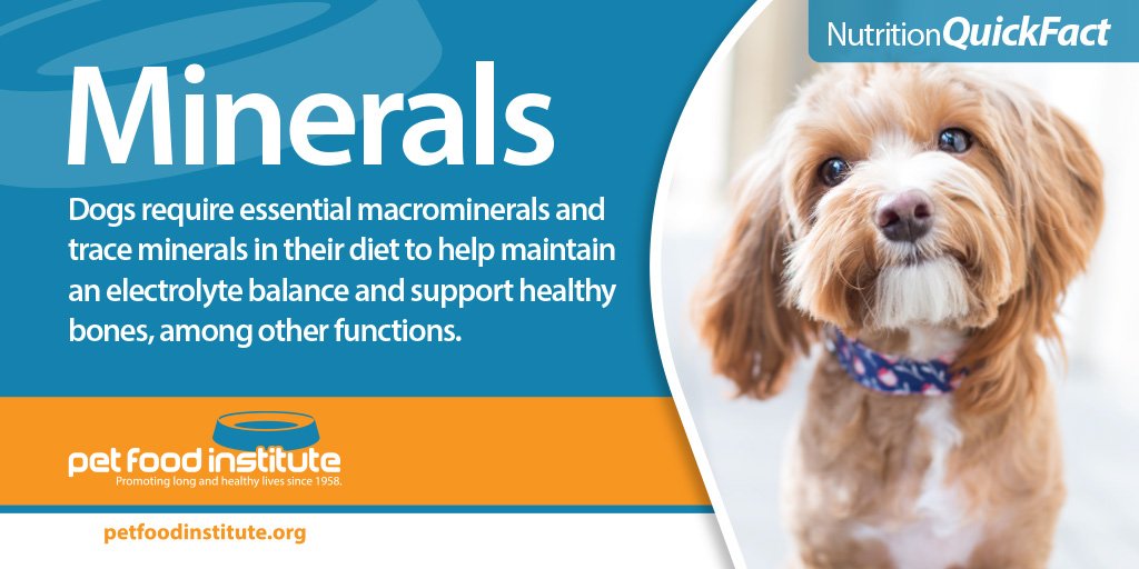 essential minerals for dogs
