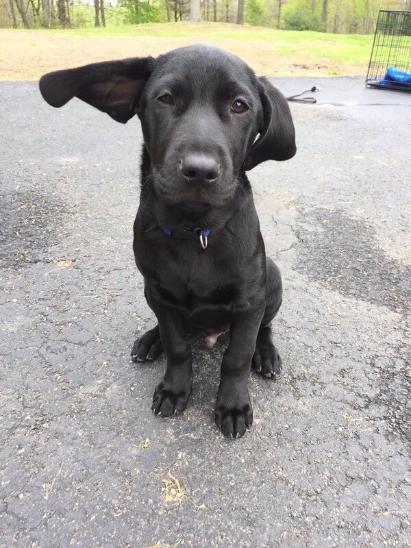 dog_rates's tweet photo. This is Ollie. He activates his ears one at a time. Must be pupparing for takeoff. 13/10 an honor to witness https://t.co/KzyLJlkPVh