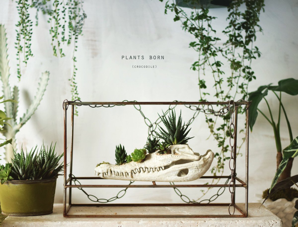echidnaearth's tweet photo. It is a crocodile's bone planter whose smiling face is dead since I was born. I made a remake so that I can hang it!

#Haorthia
#Interior
#Antique
#Art
#Foliageplant 
#GreenInterior
#Handmade https://t.co/6UPFxR6tgq