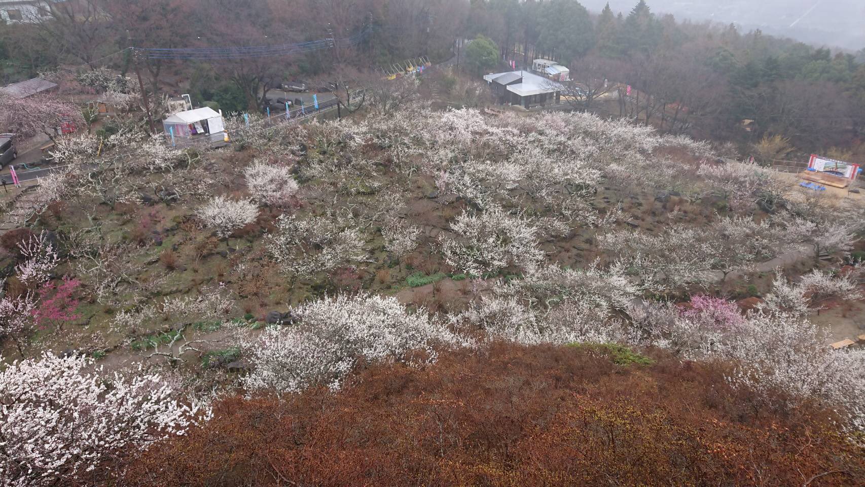 筑波山梅まつり公式 Mt Tsukuba Ume Twitter