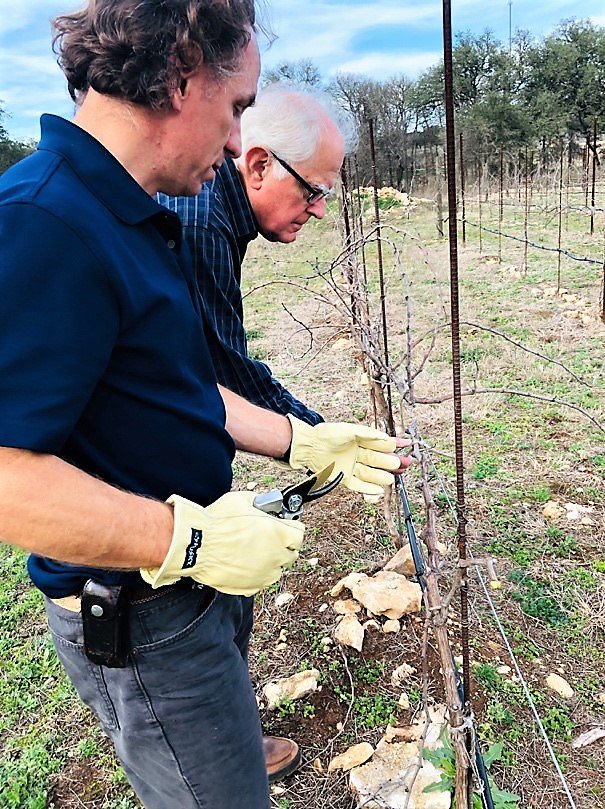 FallCreekWines's tweet photo. It looks like we came thru the freeze fairly well. Here is what we are doing to prepare our vineyards for Spring growth https://t.co/gSqG9DhrLJ. Enjoy our blog post #wine #TXwine #Vineyard #Pruning https://t.co/829BxC4JN8