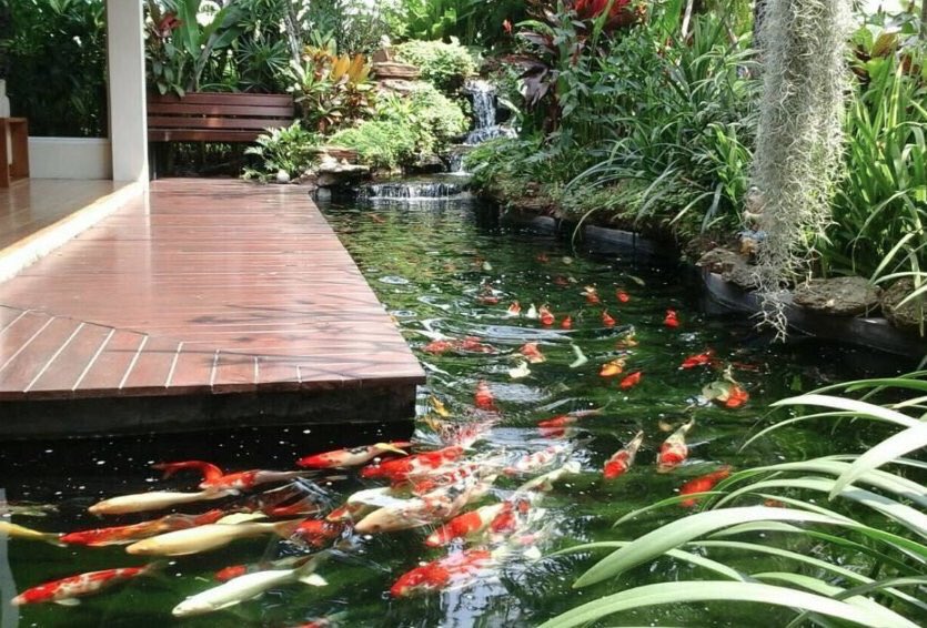 Everyone this way, Fast! #koi #KoiGardens