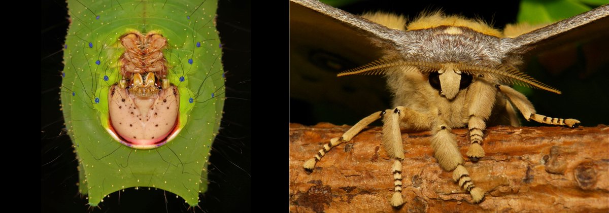  #METAMORPHOSIS - Chinese Oak Silkmoth (Antheraea pernyi, Saturniidae) https://flic.kr/p/QX4GK4  #insect  #China  #Yunnan  #Lepidoptera  #entomology  #moth