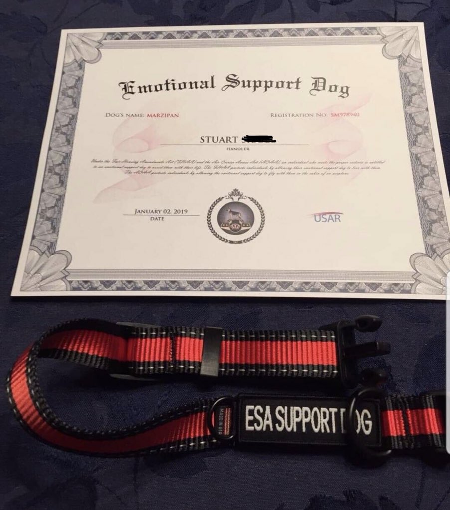 dadsrandomtext's tweet image. Marzipan is an official working girl #dogsofinstagram #WorkingClass