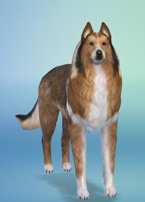 AshariaArt's tweet photo. #WIP #Collie #TheSims4 #Asharia #AshariaArt | It was not planned but I am satisfied. I looked in the Cas which dog breed I could do and then saw how the Maxis Collie looks like. Yeah ... well here we are. 🖤😂 I dont want to make anymore a collie. It was so hard with the body..xD https://t.co/SzIzlmIVvo