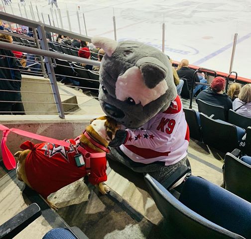 AllenAmericans's tweet photo. Kansas City scored again, but let's focus on this cute bulldog from Pucks 'N Paws instead #ALNvsKC https://t.co/YeRcIEIO7s
