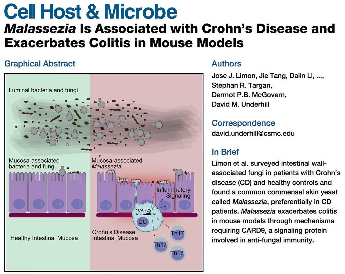 Arthur Mortha (@nkg2d1) on Twitter photo Card9-driven inflammation by the mucosa-associated commensal fungi Malassezia restricta exacerbates Crohn's Disease. Elegant combination of environmental and genetic risk factors in #IBD by <a href="/STarganIBD/">Stephan Targan</a> <a href="/doc_ibd/">Dr Dermot McGovern</a> and David Underhill 👌<a href="/cellhostmicrobe/">Cell Host & Microbe</a> cell.com/cell-host-micr… Card9-driven inflammation by the mucosa-associated commensal fungi Malassezia restricta exacerbates Crohn's Disease. Elegant combination of environmental and genetic risk factors in #IBD by <a href="/STarganIBD/">Stephan Targan</a> <a href="/doc_ibd/">Dr Dermot McGovern</a> and David Underhill 👌<a href="/cellhostmicrobe/">Cell Host & Microbe</a> cell.com/cell-host-micr…