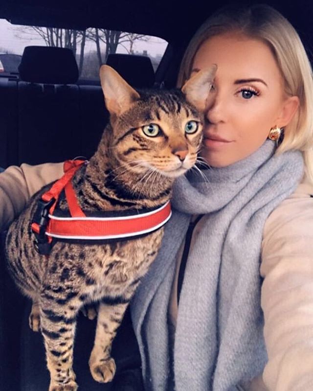 Selfies4Storm's tweet photo. @romeo_savannah_cat and @sadiehawkes going for walkies ❤️ #selfies4storm https://t.co/fLDfD24Hka https://t.co/62b2hYm38f
