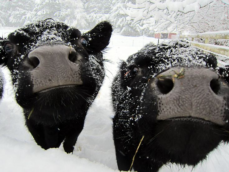 patch_picture's tweet image. Keep calm and show me your snow cattle!🐮
Book your snowy sessions now🤗
#picpatch