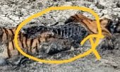 vijayp091's tweet photo. Mystery shrouds death of tigress in Pench, Mah. One more tiger died outside MP Pench with missing paws. In last 7 days, 3 big cats died in Pench landscape. This shows all not well with forest depts. @SMungantiwar @vikaskharage @MahaForest @letavnilive https://t.co/OHHeApFzlH