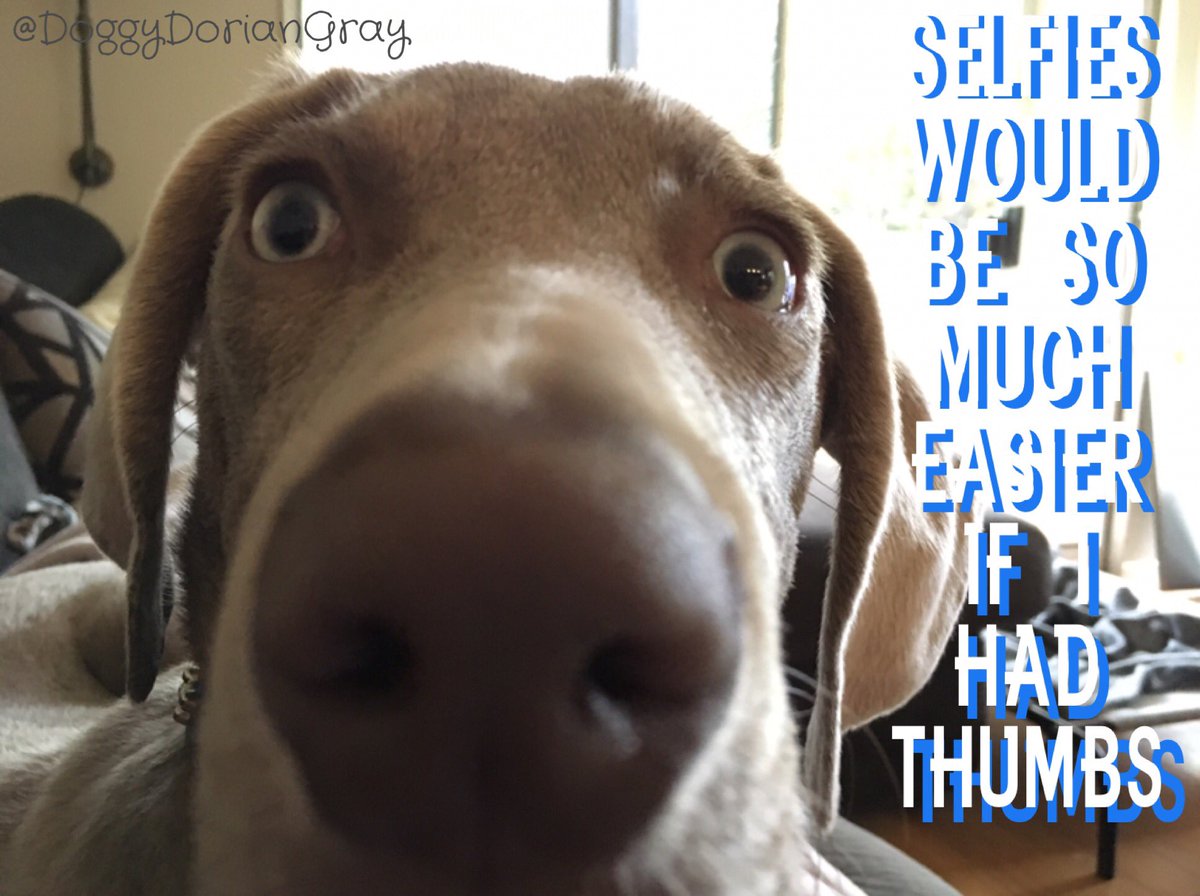 doggydoriangray's tweet photo. #dog #doglife #dogmom #dogoftheday #dogsarefamily #dogsoftwitter #greyghost #happydog #ilovedogs #ilovemyweim #mydogiscutest #puppy #puppylove #socaldog #weimpuppy #weimaraner #weim #weimlove #weimobsessed #weimaraners #weimaddict #weimlife #weimy #weimlover #weimoftheday https://t.co/UHdXXz0OwC
