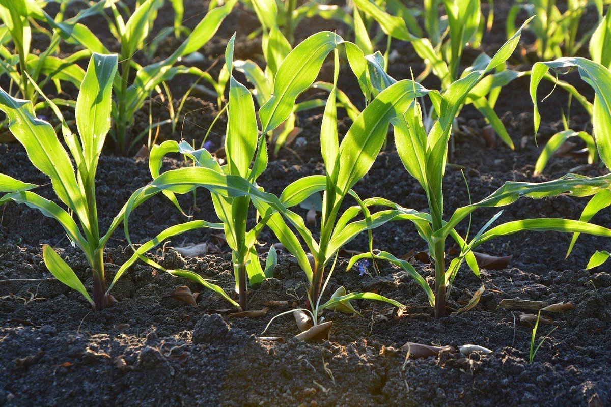 FAO's tweet photo. Soil is a non-renewable resource. 

Preserving it is essential for food security and our sustainable future. #ZeroHunger #FutureofFood https://t.co/SFIvMEkChM