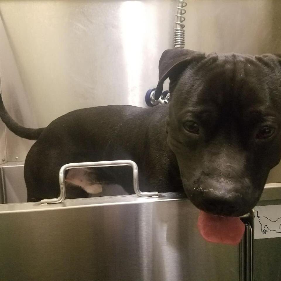 Help needed, NYC. Bruno -10 months old- is on the kill list, tomorrow. The same levels of assistance: an adopter, a foster, a $ pledge to a rescue will all help. So will YOU merely spreading the word. <a href="/chortletown/">Anita</a> can direct you. Look at him and PLEASE RT facebook.com/mldsavingnycdo…