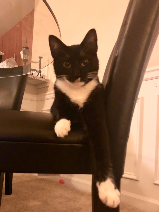 keepupwithjen's tweet photo. #IMightBeAProdigy but SHHHHHHH... don’t tell anyone! I got a good deal here with 2 square meals and free room &amp; board❗️🐾 https://t.co/z2yVFMn2Z0
