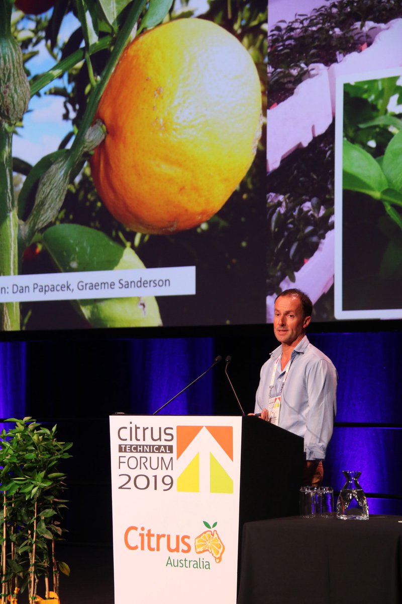 CitrusAustralia's tweet photo. Very early days but study shows potential for citrus to be resistant to fruit fly, says Malcolm Smith, Qld Dept of Ag at #CitrusTech19 Breeding research also being conducted on citrus canker and HLB https://t.co/JVQiN0yi4V