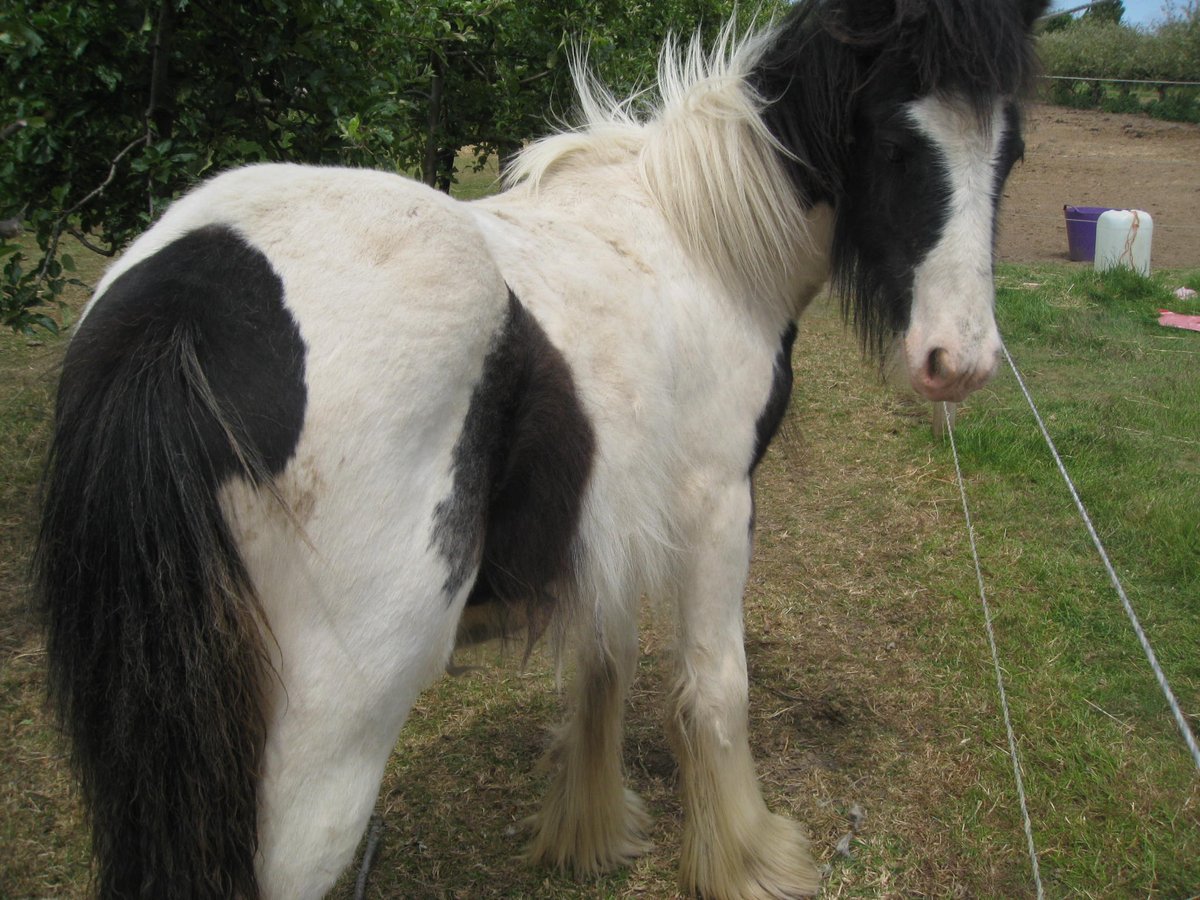 "Look back and be grateful, look ahead and be hopeful, look around and be helpful" #ThursdayThoughts
Looking back with gratitude to all the people who have helped Eggsy overcome abandonment &amp; health issues Thank you, you all know who you are xx