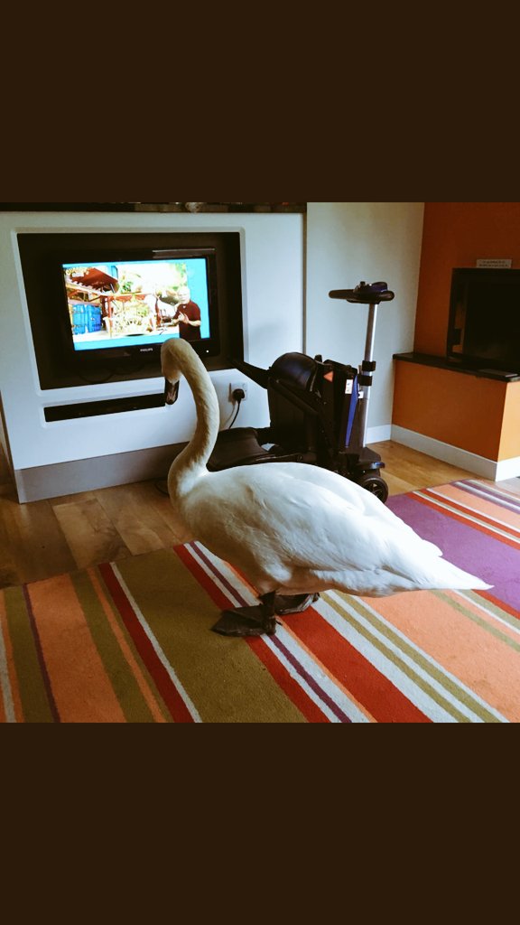 Senior practice tonight 6pm-8pm <a href="/CampsmountAcad/">Campsmount Academy</a>

Calling all swans get from in front of you're tv's and come have a whack

<a href="/cricketyorks/">Cricket Yorkshire</a> <a href="/crickshouts/">Cricket Shouts 🏏</a> <a href="/doncaster_uk/">Doncaster</a> <a href="/LibraryAskern/">Askern Community Hub</a> <a href="/PontyDCL/">PDCL</a>