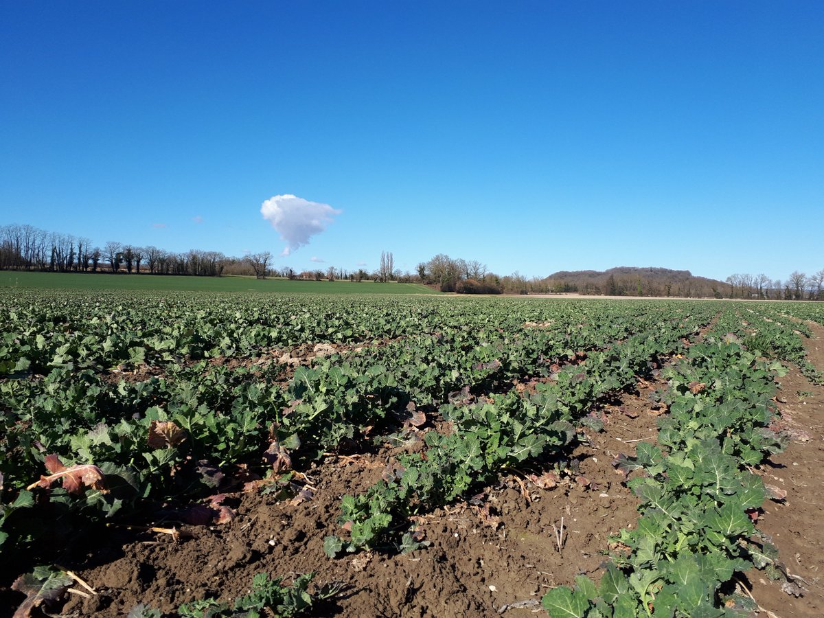 C'est parti pour les #inspections des parcelles de #semences de #colza 2019.
Cette année dans la région c'est 1.670 ha qui seront cultivés par 265 #agriculteurs multiplicateurs soit une augmentation de 18% par rapport à l'année dernière.