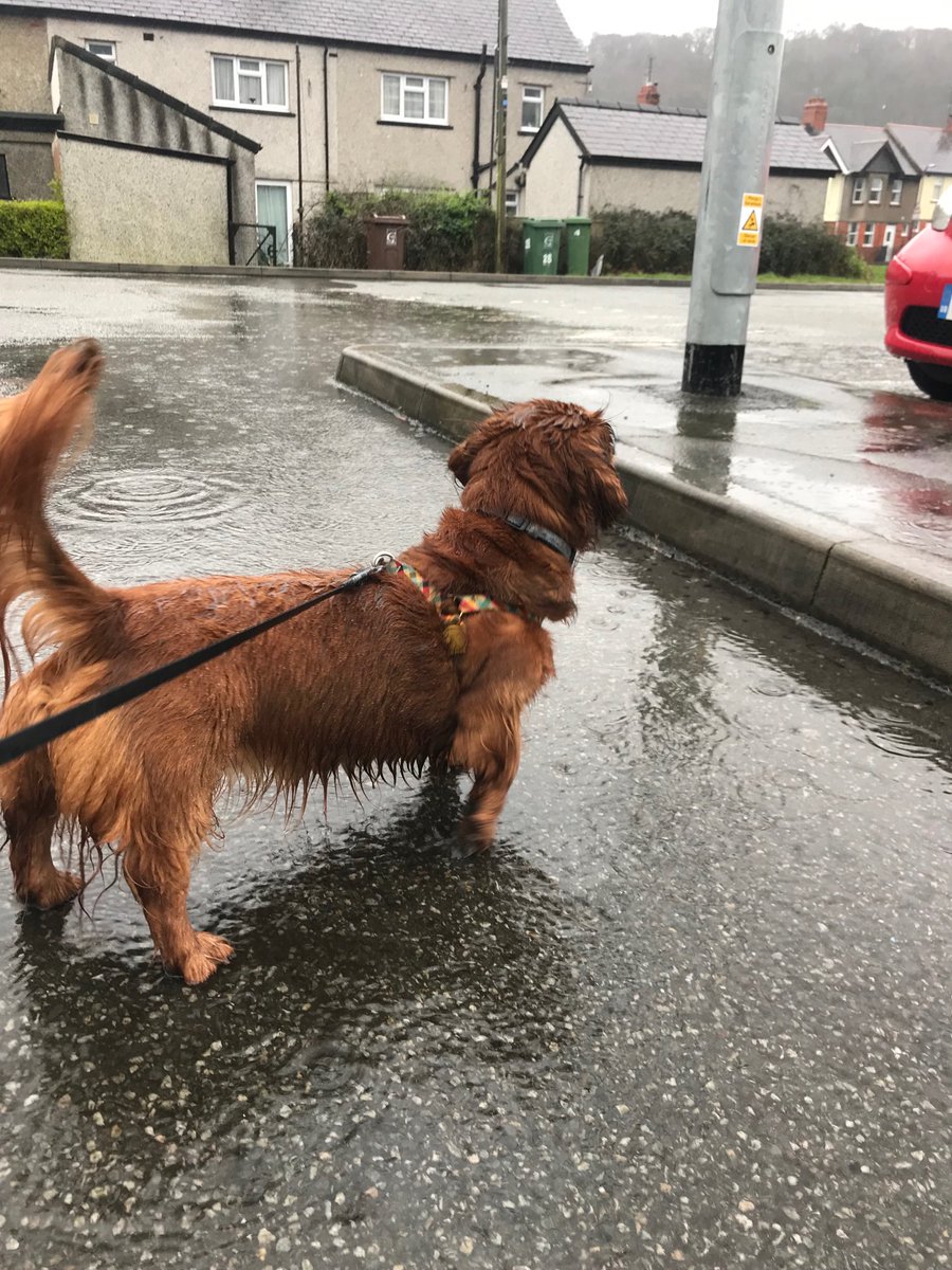 kris_cran's tweet photo. Welsh winter is back! Didn’t miss you, downpours. https://t.co/Fays2b44BD