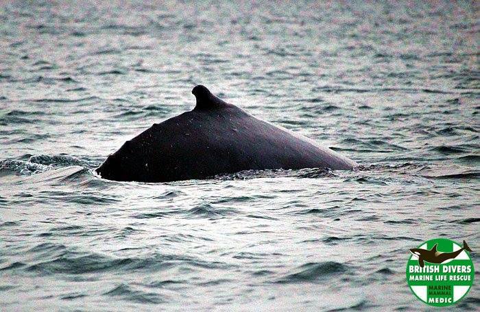 jgilchrist13's tweet photo. @frankrennie Thanks for enthusiastic & knowledgeable grand tour of Isle of Lewis landscape via geodiversity. Great point re. geology bringing whales & dolphins to Minch.
#IsleofLewis #geology #geodiversity #geotourism #whales #dolphins #OuterHebrides #Scotland #VisitOuterHebrides #VisitLewis https://t.co/CkdVVYlSoU