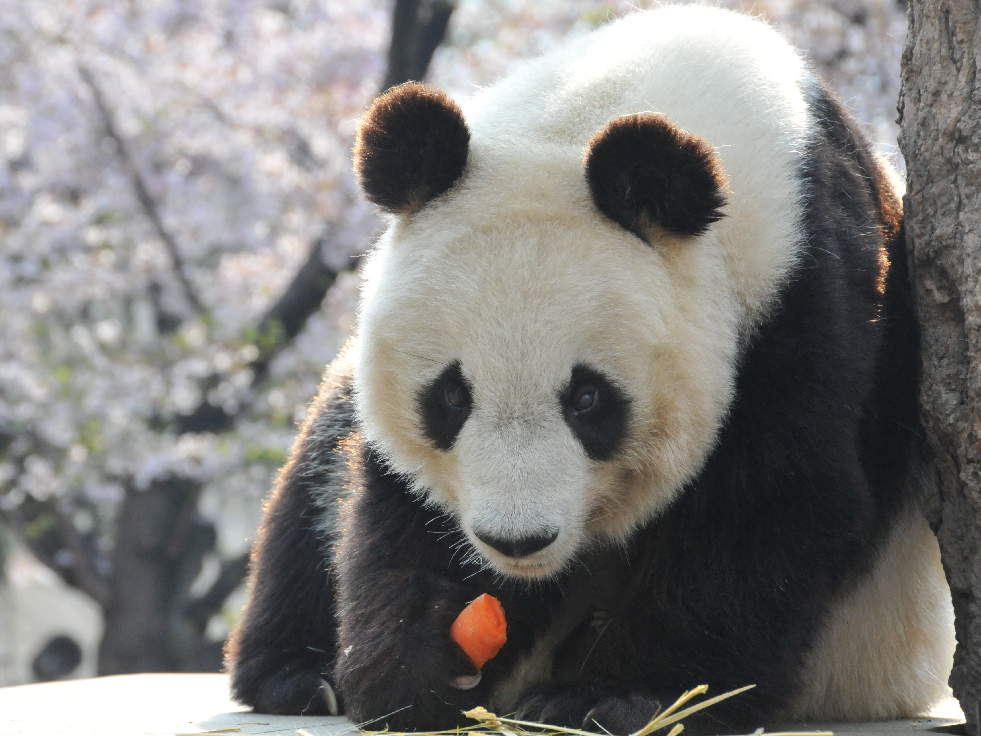 神戸市立王子動物園(公式) on X: 神戸市立王子動物園(公式) on X: