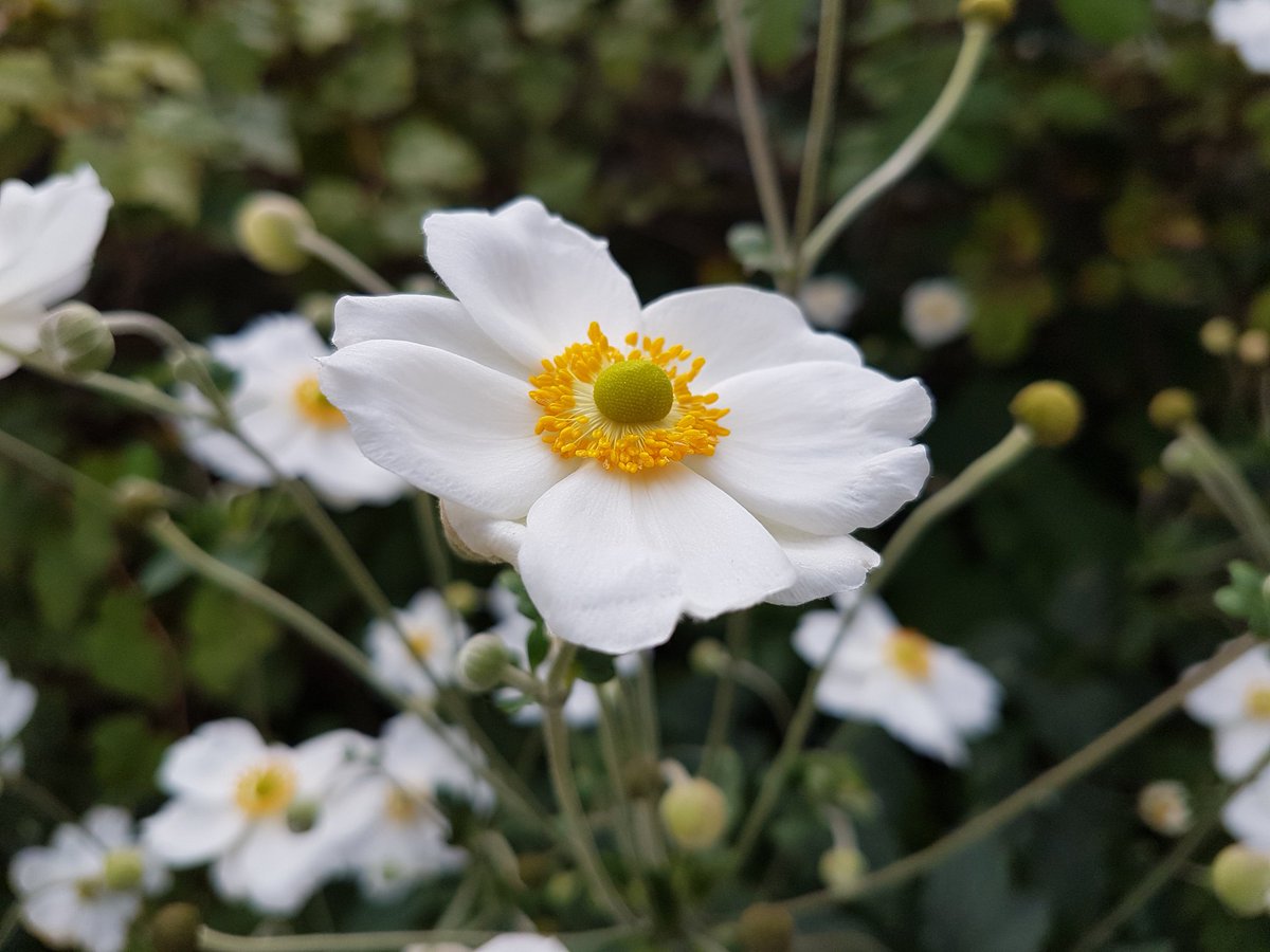 Catherine Cawley On Twitter In Greek Mythology Anemone Flowers Grew From The Tears Of The Goddess Aphrodite As She Grieved For The Death Of Her Love The Mortal Adonis Anemones Are Sometimes