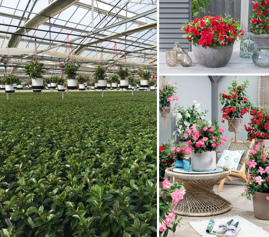 SyngentaFlowers's tweet photo. Look at this beautiful sea of Dipladenia Rio. This picture is taken in the greenhouse of one of our customers. 🌱 #RelaxItsRIO https://t.co/v57CqddoQZ