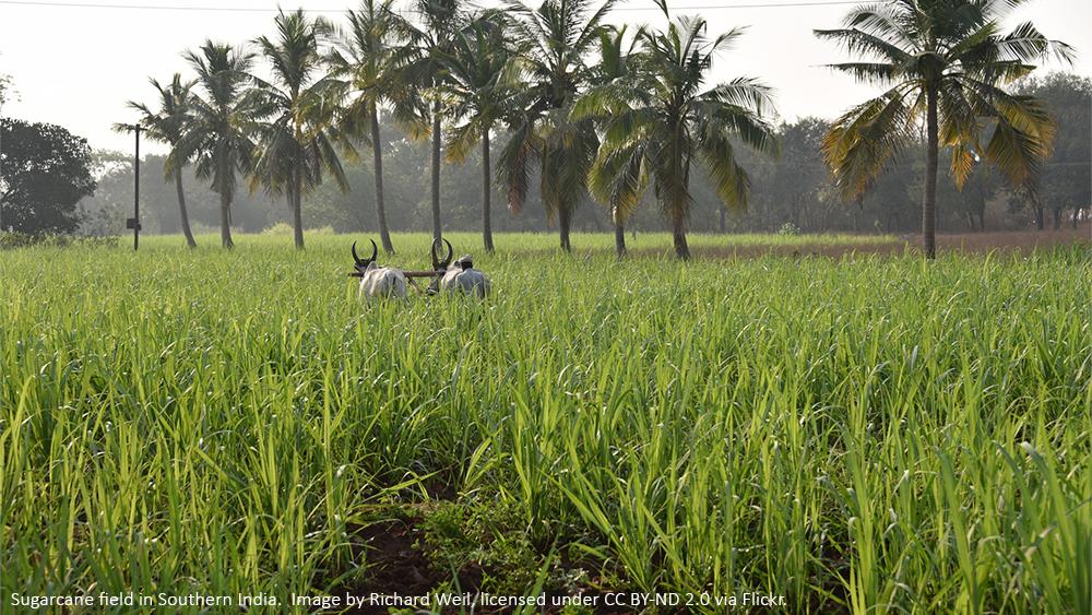 Essentica_EtOH's tweet image. Contracts for the supply of about 2,350 million litres of ethanol have already been finalized for the current ethanol year: essentica.eu/blog/?p=995&amp;amp;la…