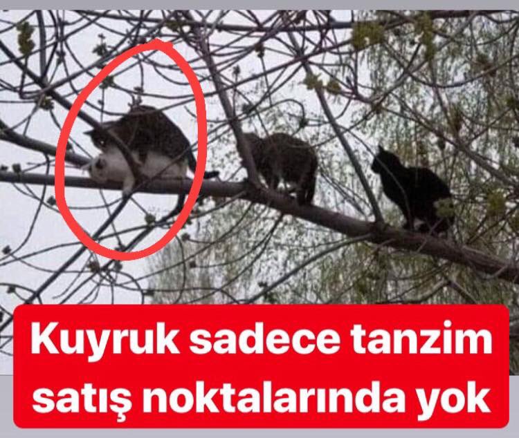 #soruyorum sadece tanzim satış noktalarında mı kuyruk var? Kuyruk her yerde var kardeşim. 😂😂 <a href="/nihatsirdar/">Nihat Sırdar</a>