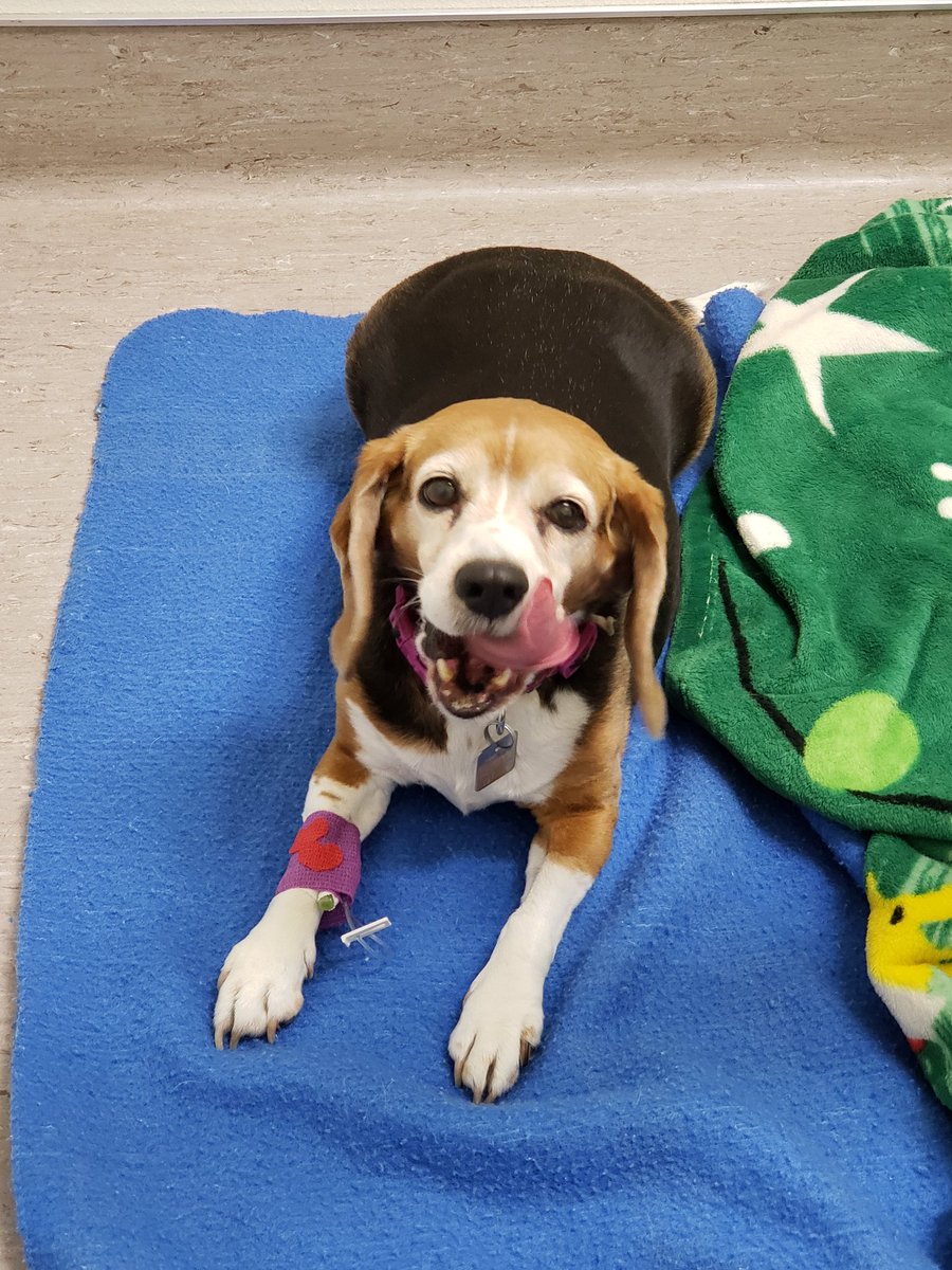 I have gone to doggie heaven.