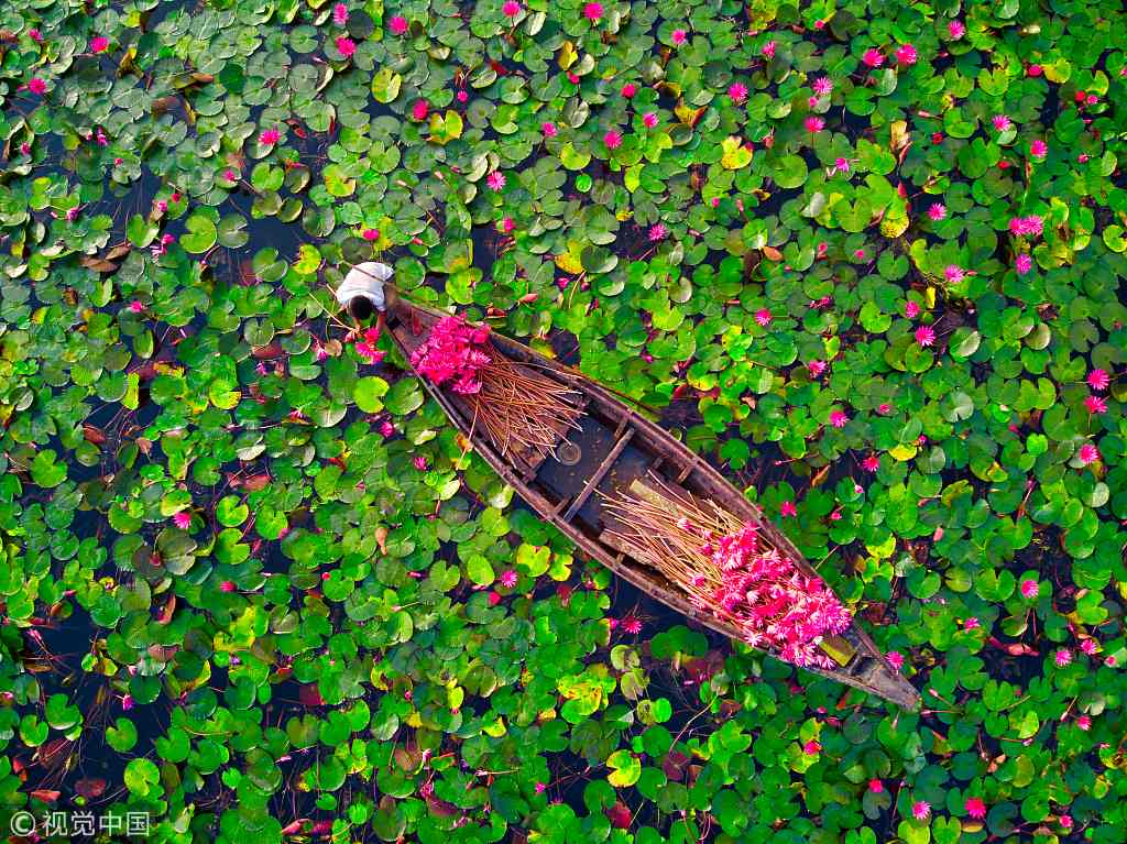 CGTNOfficial's tweet photo. Pink water lilies fill Bangladeshi farmers boat https://t.co/si7U6ITw9R