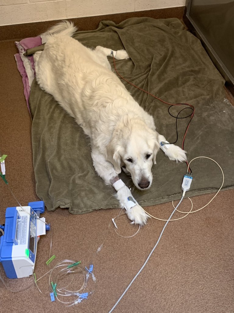 comet dog food near me