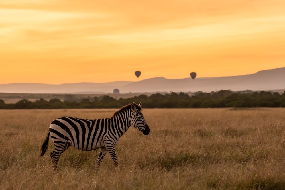 TourvestDM's tweet photo. “The world is full of wonderful things you haven’t seen yet. Don’t ever give up on the chance of seeing them.” — J.K. Rowling

📸 Chaithanya Krishnan

#Africa #Wildlife #Zebra #Sunrise #ThursdayThoughts #ThursdayMotivation https://t.co/FU8KClYhel