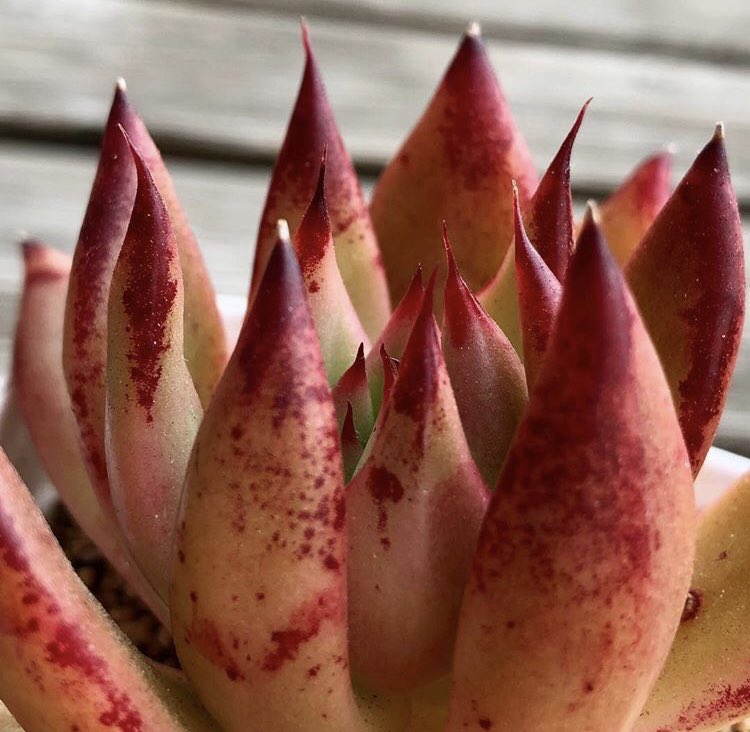 1008breakt's tweet photo. 外はあたたかくて
家の中は寒い(´･ ･`) 
そしてこたつは眠い💤

#多肉 #cactus #succulent https://t.co/rmpVFeeLMt